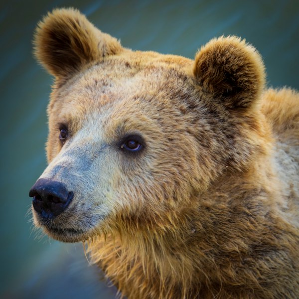 Braunbär