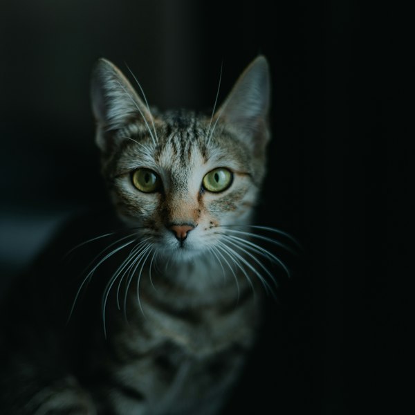 Getigerte Katze